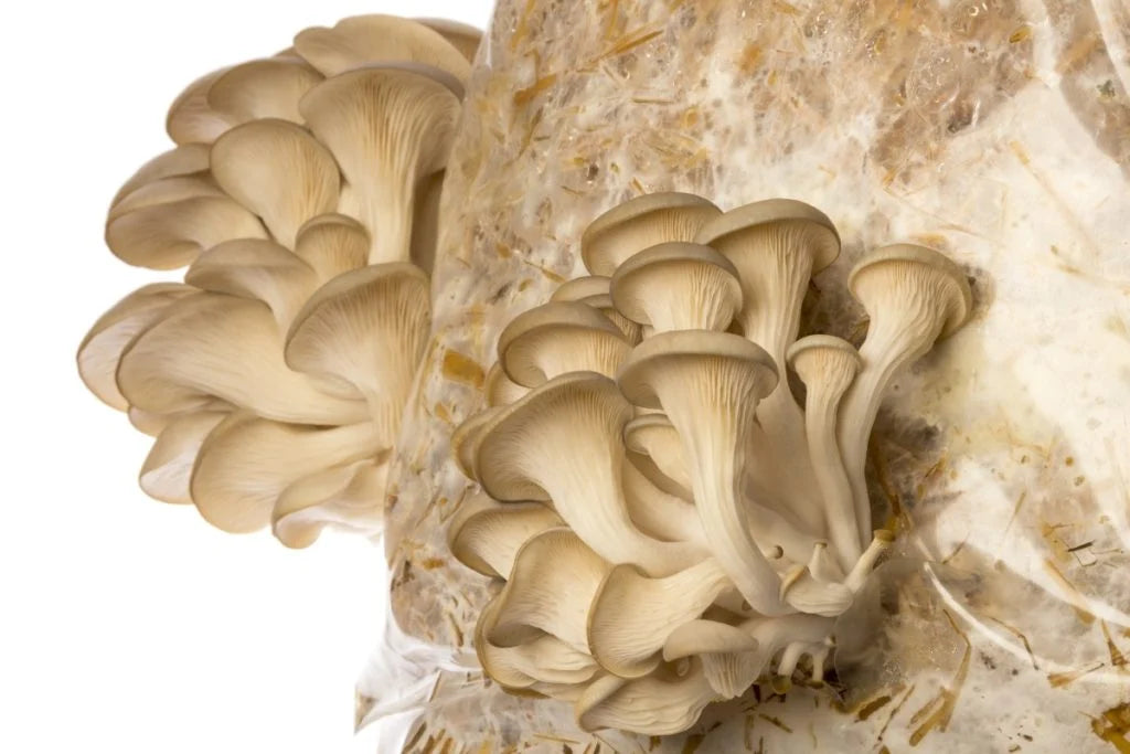 Fresh Pearl Oyster Mushrooms