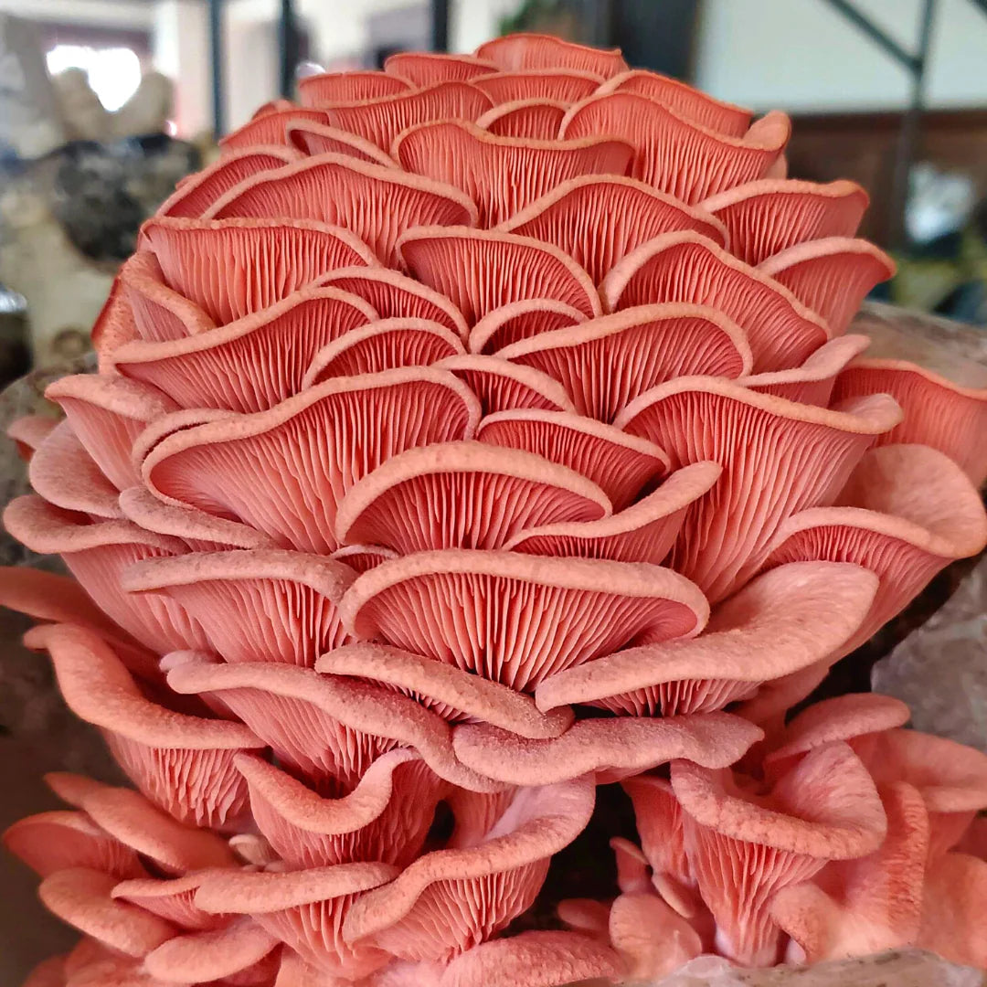 Fresh Pink Oyster Mushrooms