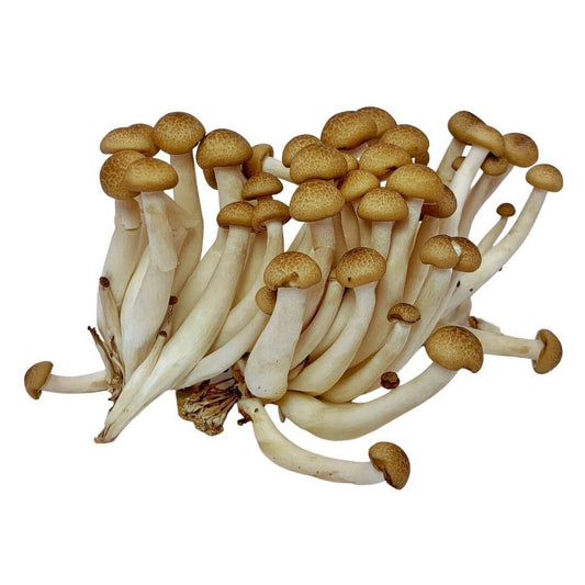 Fresh Brown Beech Mushrooms