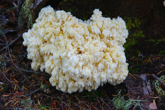 Fresh Conifer Coral Mushrooms